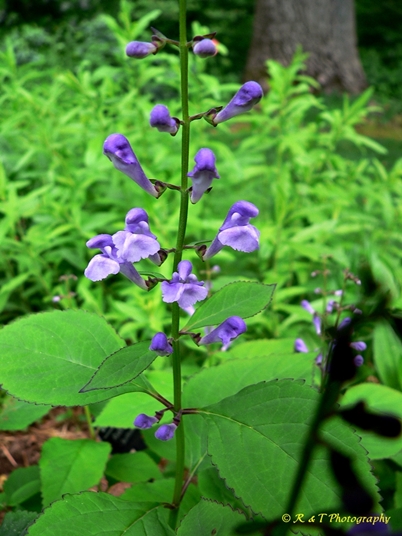 {Scutellaria serrata}